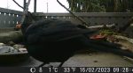 Dicke schwarze Amsel direkt vor der Kamera Die Anzeige zeigt 1°C - 33°F - 17/02/2023 - 09:28 Uhr an