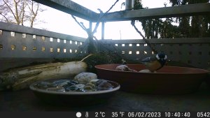 Kohlmeise im Vogelbad schaut Richung Kamera Neben dem Bad - ein brauner großer Untersetzer - liegt ein Stück Holz, dahinter ein paar Zweige. Davor noch ein Untersetzer mit Steinen und Wasser für Insekten Die Anzeige der Kamera sagt 2C, 35°F, 06/02/2023 10:40:30 0542