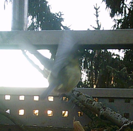 fliegende Meise vor Balkongeländer und Ästen