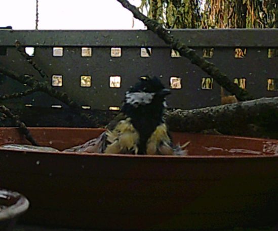 Kohlmeise hat eine gute Zeit im Vogelbad und ist ganz zerzaust und die Wassertropfen fliegen