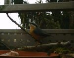 Männlicher Kleiber auf Ast über dem Vogelbad