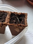 Pflanzentrieb in Planztopf