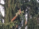 Rotes Eichhörnchen auf Ast eines Nadelbaums