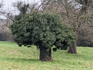 Kleiner Baum mit dickem Stamm, aber alles überwuchert mit Efeu