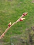 Drei Knospen am Heidelbeerzweig