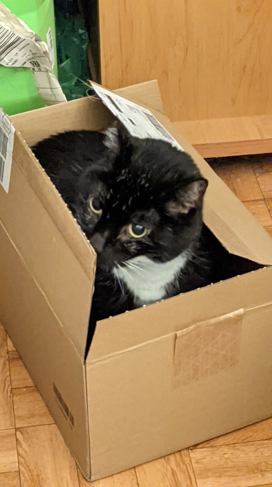 Meine Katze Socke schaut aus einem Karton heraus.