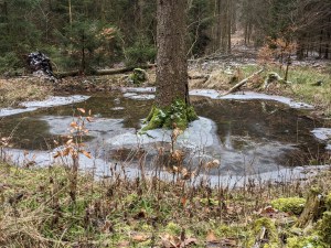 Ein kleiner Tümpel im Wald, in dem mittendrinnen ein Baumstamm herauswächst. Am Baumstamm und am Uferrand ist eine Eisschicht zu sehen