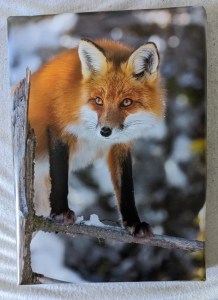 Geschenkverpackung mit einem Fuchs, der sich auf einem verschneiten Ast abstützt