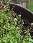 kleine erste weiße Blüten vor dem runden Topfrand im Hintergrund