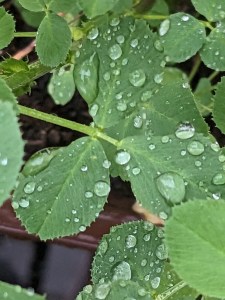Viele Wassertropfen auf Blättern