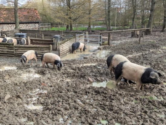 mehrere Schweine in Schlamm und Wasser stehend