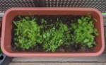 Pflanztrog auf Balkon, gefüllt mit Erde und einiges an Grün, was dort inzwischen wächst