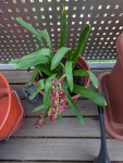 Hyazinthen lassen die langsam welken Blüten hängen