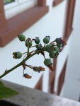 Grüne Heidelbeeren am Zweig vor der Reifung