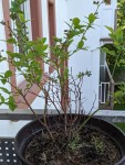 Heidelbeerpflanze im Topf