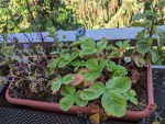 Blumenkasten mit Walderdbeeren - zu sehen ist wenigstens eine Blüte und eine reifende Erdbeere. Außerdem noch mit Rainfarn-Phazelie und Minzstängel.