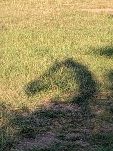 Einhornkopf-Schattenriß auf dem Rasen, das Horn ist kaum zu erkennen