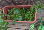 Blick in meinen großen Pflanztrog auf dem Balkon Zu sehen sind Kleeblätter, Malvenblätter, Borretsch und auch zwei unterschiedlich große grüne Gieskannen