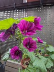 Mehrere Blüten einer Malve auf meinem Balkon mit dem Geländer im Hintergrund