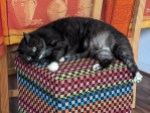 Schwarz-weißer Kater auf Puf.