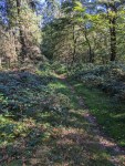 Waldweg