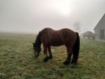 Pferd auf der Wiese im Morgendunst - im Hintergrund rechts steht ein Mistwagen und die Sonne ist nur als heller Fleck in der Mitte zu erahnen.
