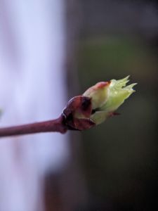 Trieb meiner Heidelbeere