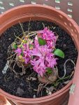 Erste Hyazinthenblüten im Topf