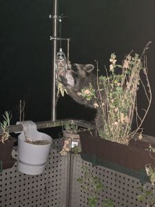 Waschbär in der Nacht beschäftigt sich mit dem Meisenknödel-Halter auf dem Balkon