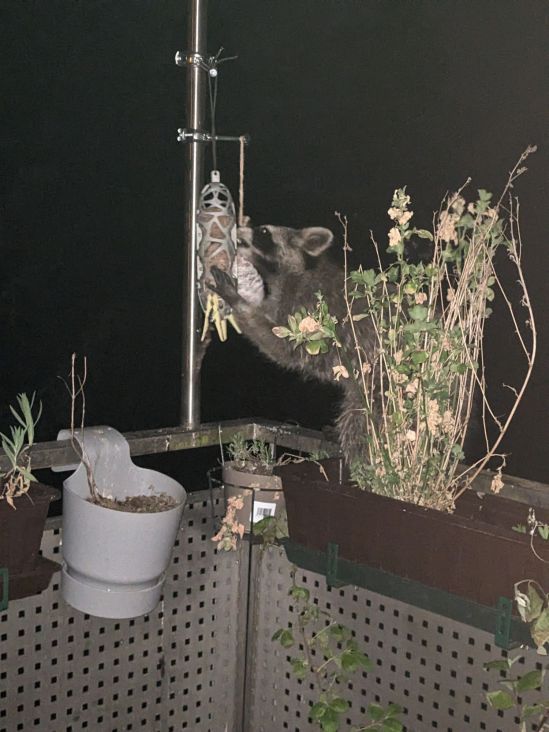 Waschbär in der Nacht beschäftigt sich mit dem Meisenknödel-Halter auf dem Balkon