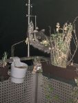 Waschbär in der Nacht beschäftigt sich mit dem Meisenknödel-Halter auf dem Balkon