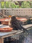 Junge Amsel ?