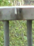 Amsel am Planschen im Vogelbad-GIF