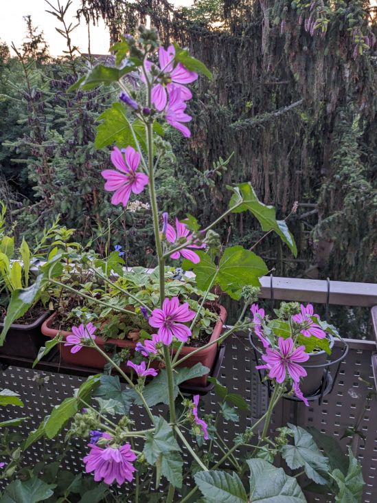 Viele geöffnete Malvenblüten an einer Pflanze.