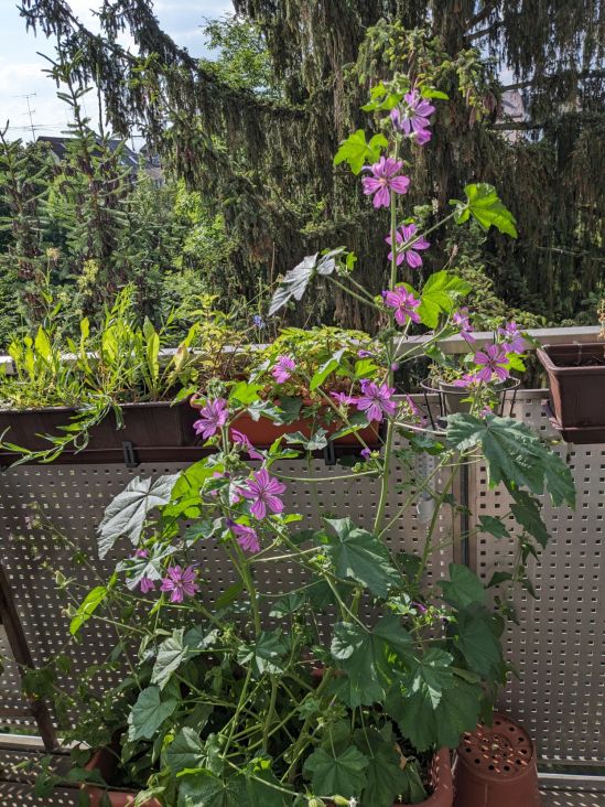Große Malvenpflanze mit vielen geöffneten Blüten auf dem Balkon. Die Pflanze ist höher als die Balkonbröstung im Hintergrund.