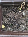 Erde im Blumentopf mit ein paar kleinen Pflanzen, die aus der teils feuchten Erde schauen.