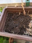 frische Erde in Blumentopfecke