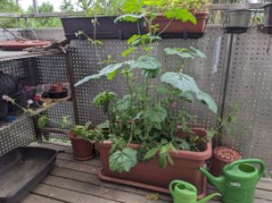 Wuchernde Malvenpflanze auf dem Balkon