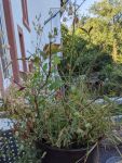 Blumentopf mit wirrem Durcheinander aus Heidelbeerpflanze und anderem Grünzeug