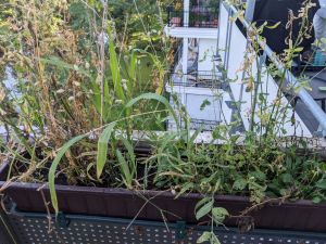 Pflanzen in unterschiedlichen Größen im Blumentopf durcheinander wachsend