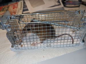 Maus in Lebendfalle