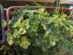 Fleißig wuchernde Minze im Blumentopf von oben