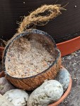 Fleißig geplünderte Futter-Kokosnuss für Vögel
