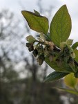 Erste Heidelbeerblüten, noch geschlossen