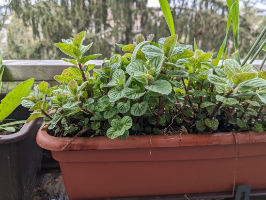 Fleißig wuchernde Minze im Blumentopf von der Seite