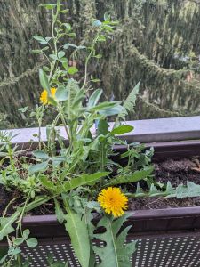 Zwei Löwenzahnblüten im Kasten