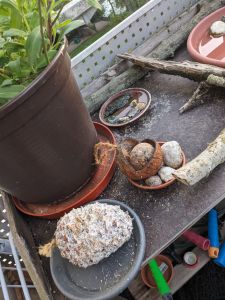 Futter-Pinienzapfen und Futterkokosnuss mit Meisenknödel auf Pflanztisch Links der Topf mit den Heidelbeeren, hinten Mitte ein Untersetzer mit Wasser als Tränkplatz und rechts davon Holz und dann das Vogelbad
