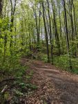 Waldweg der aufwärts zur Burgruine führt