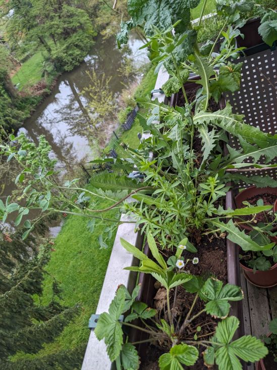 Grüne Pflanzen im Blumenkasten, vorne eine blühende Walderdbeer-Pflanze Im Hintergrund der Fluß Kinzig