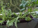 Grüne Pflanzen im Blumenkasten